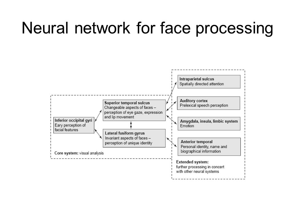 Neural facial processing